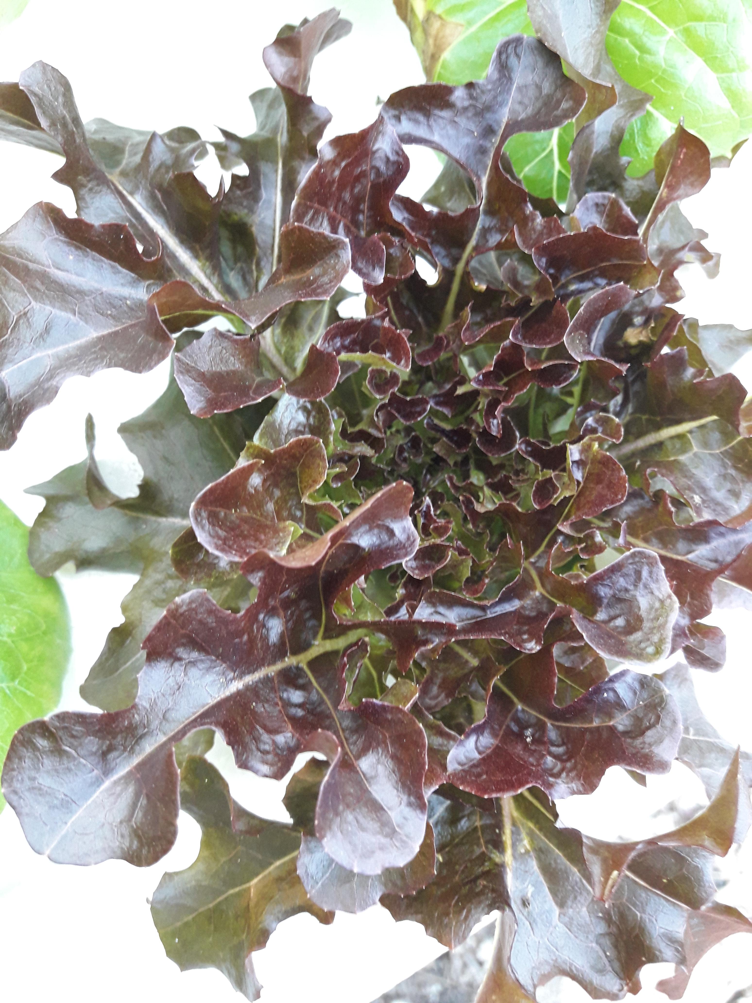 ชุดเมล็ดสลัด 9 ชนิด / แพ็ค