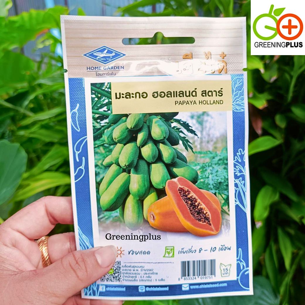 มะละกอฮอลแลนด์ สตาร์ (PAPAYA HOLLANE) เจียไต๋