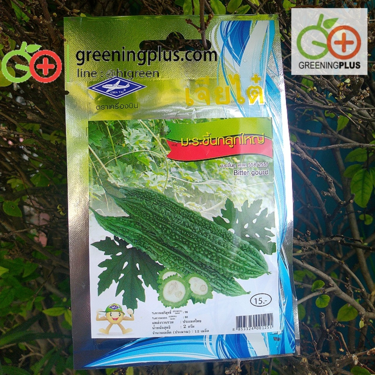 มะระขี้นกลูกใหญ่ bitter gourd เจียไต๋