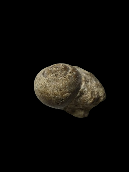 G287 หอยกลายเป็นหิน