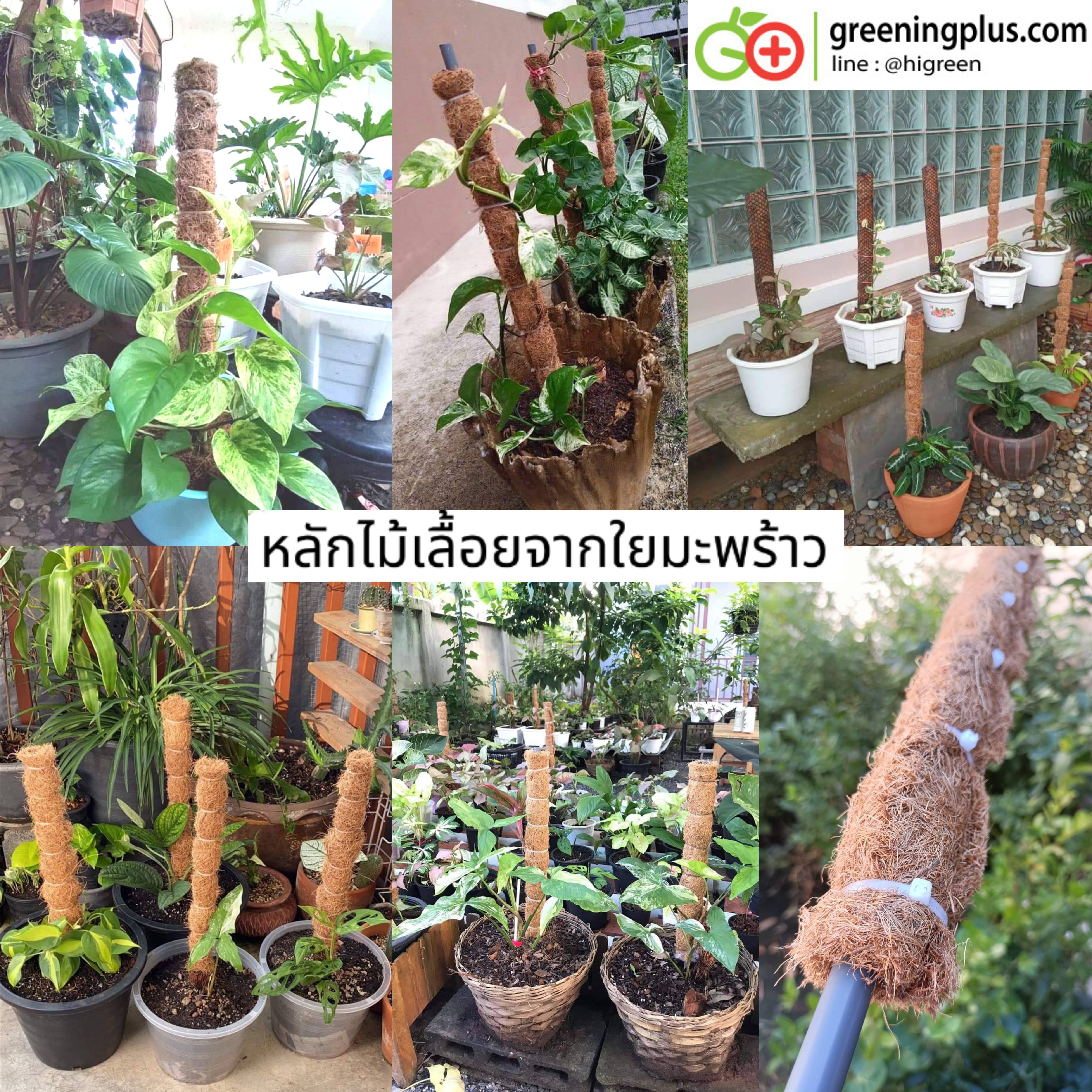 หลักไม้เลื้อยใยมะพร้าว จำนวน 1 อัน