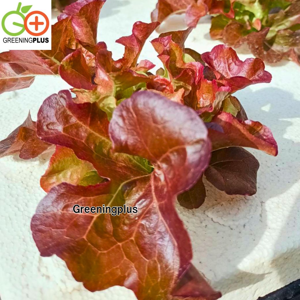 red oak (ฺRed Splash) Hi-Q 1000 pills (ไม่เคลือบ) ทนร้อน เมล็ดสีดำ