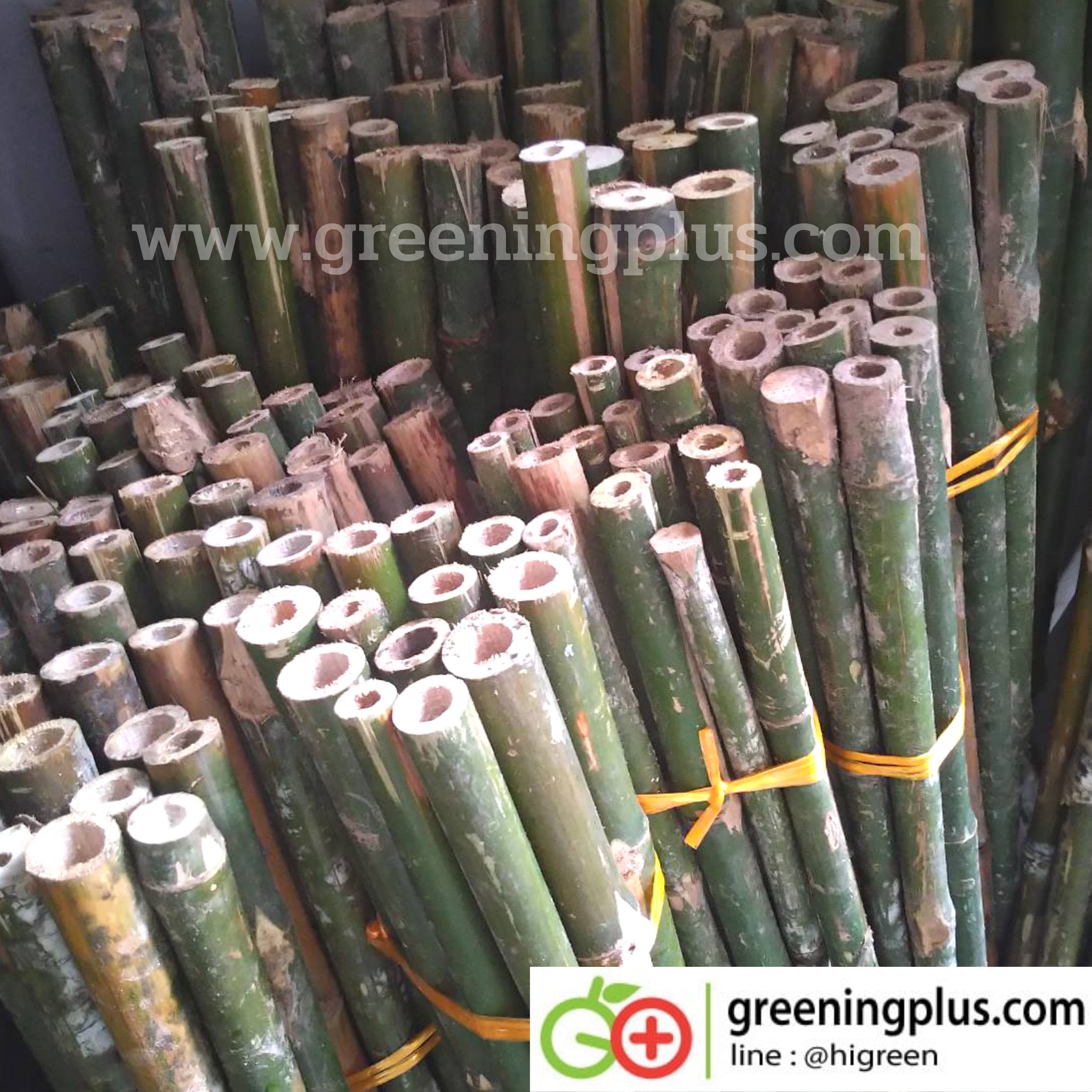 ไม้ปักค้ำต้นไม้ ไม้กลมแข็งแรง แหลมปลายสะดวกต่อการใช้งาน ขนาด 1.3-1.5 เมตร x 2 มัด