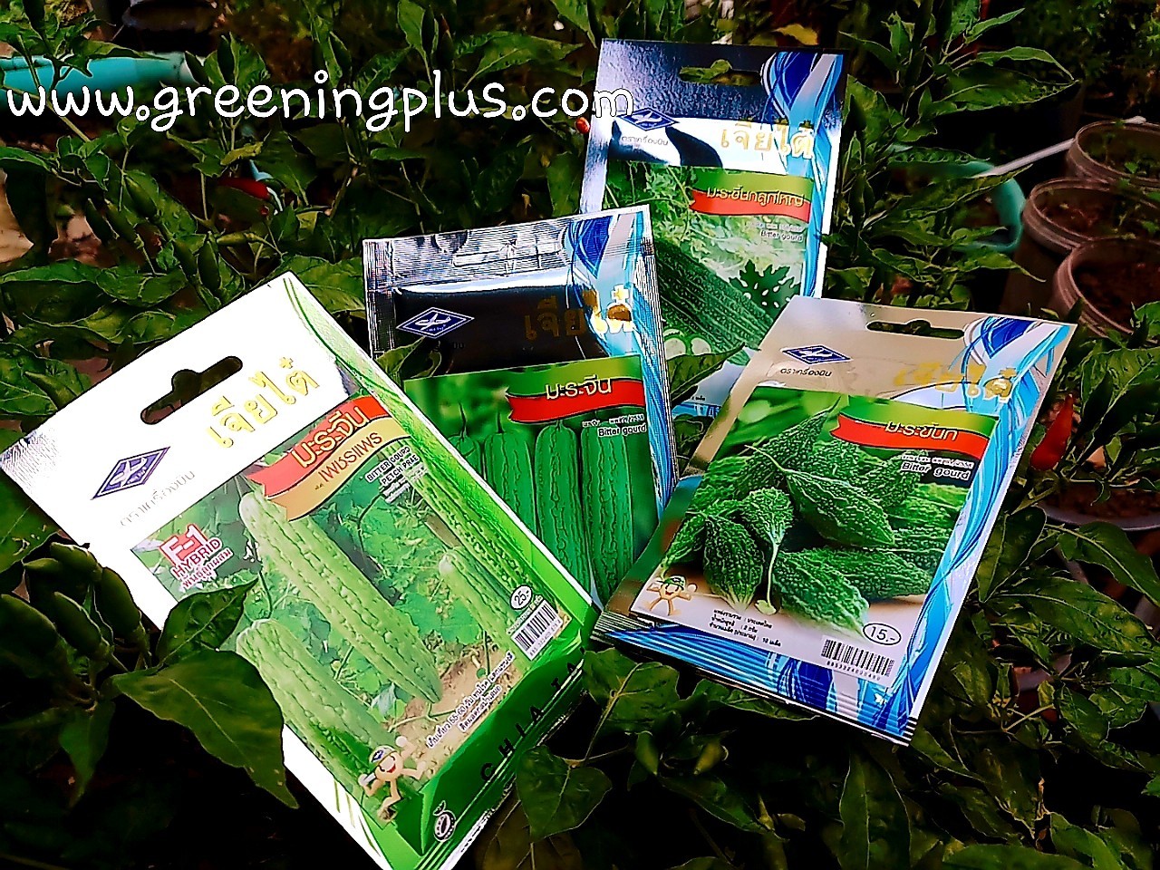 มะระจีน เพชรแพร เจียใต๋ F1