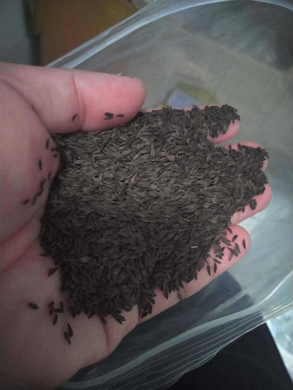 red bowl 1000 pills(ไม่เคลือบ)