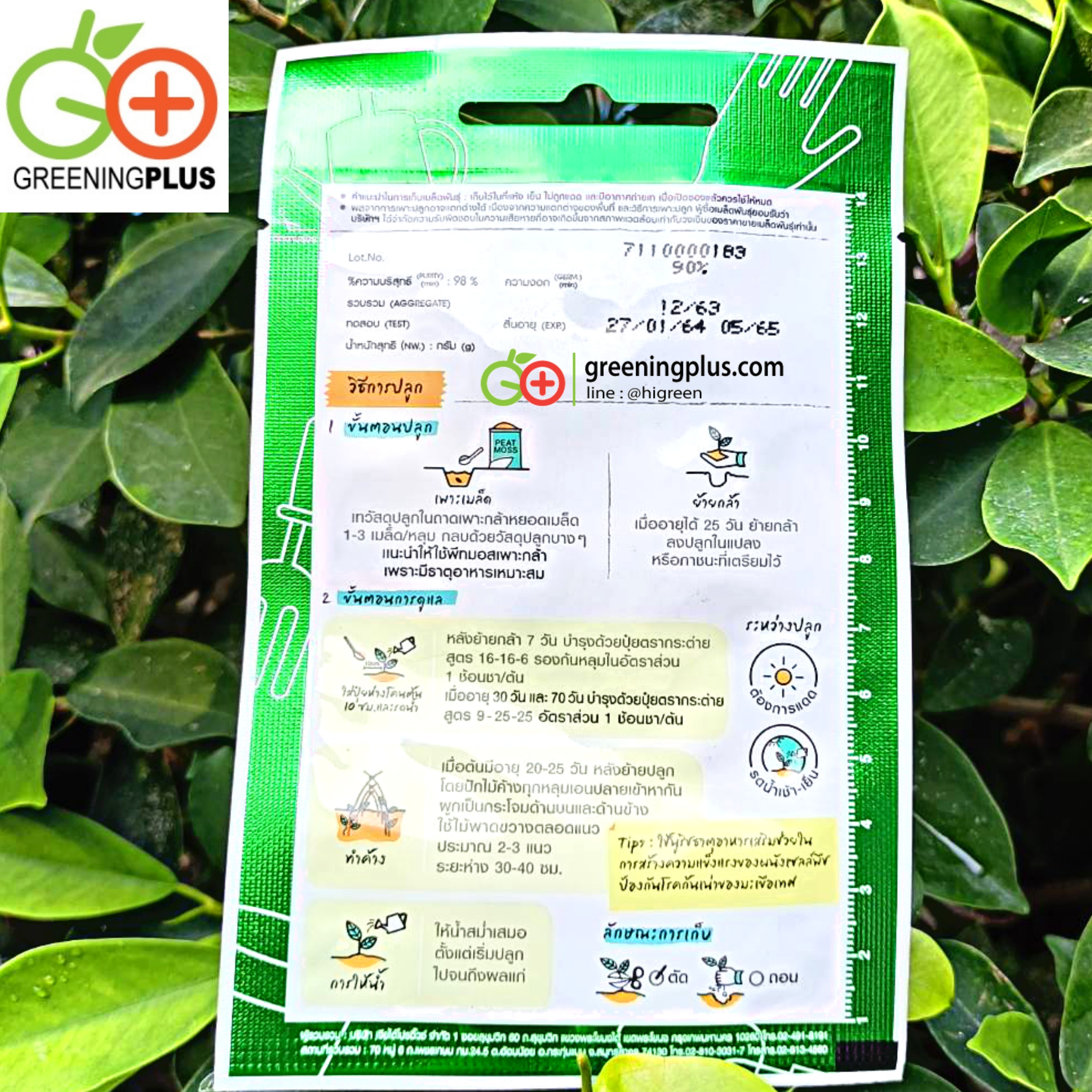 มะเขือเทศเชอรี่ สวีทเกิร์ล (Cherry Tomato Sweet Girl) เจียไต๋