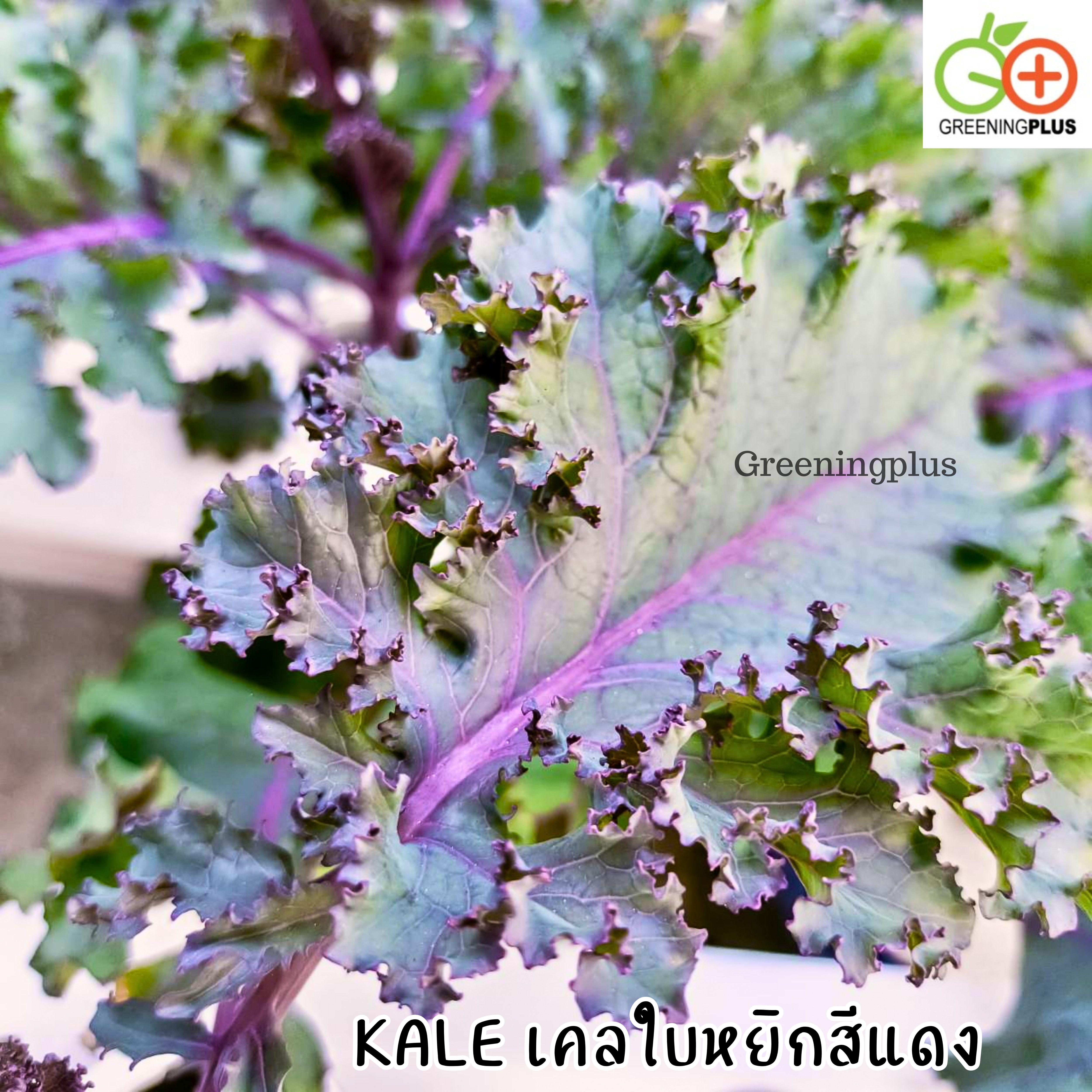KALE เคลใบหยิกสีแดง 30 เมล็ด./ซอง