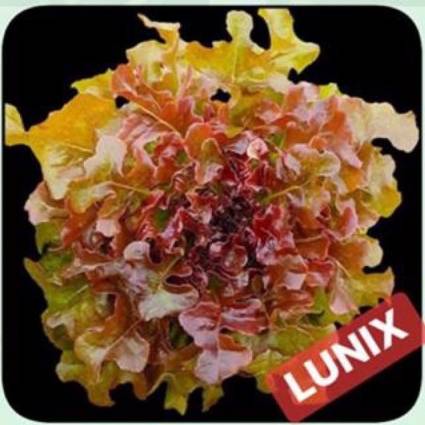 red oakleaf (Lunix) Enza Zaden 10 pills(เคลือบ)