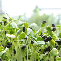 เมล็ดทานตะวันงอก Sunflower Seed 100 กรัม