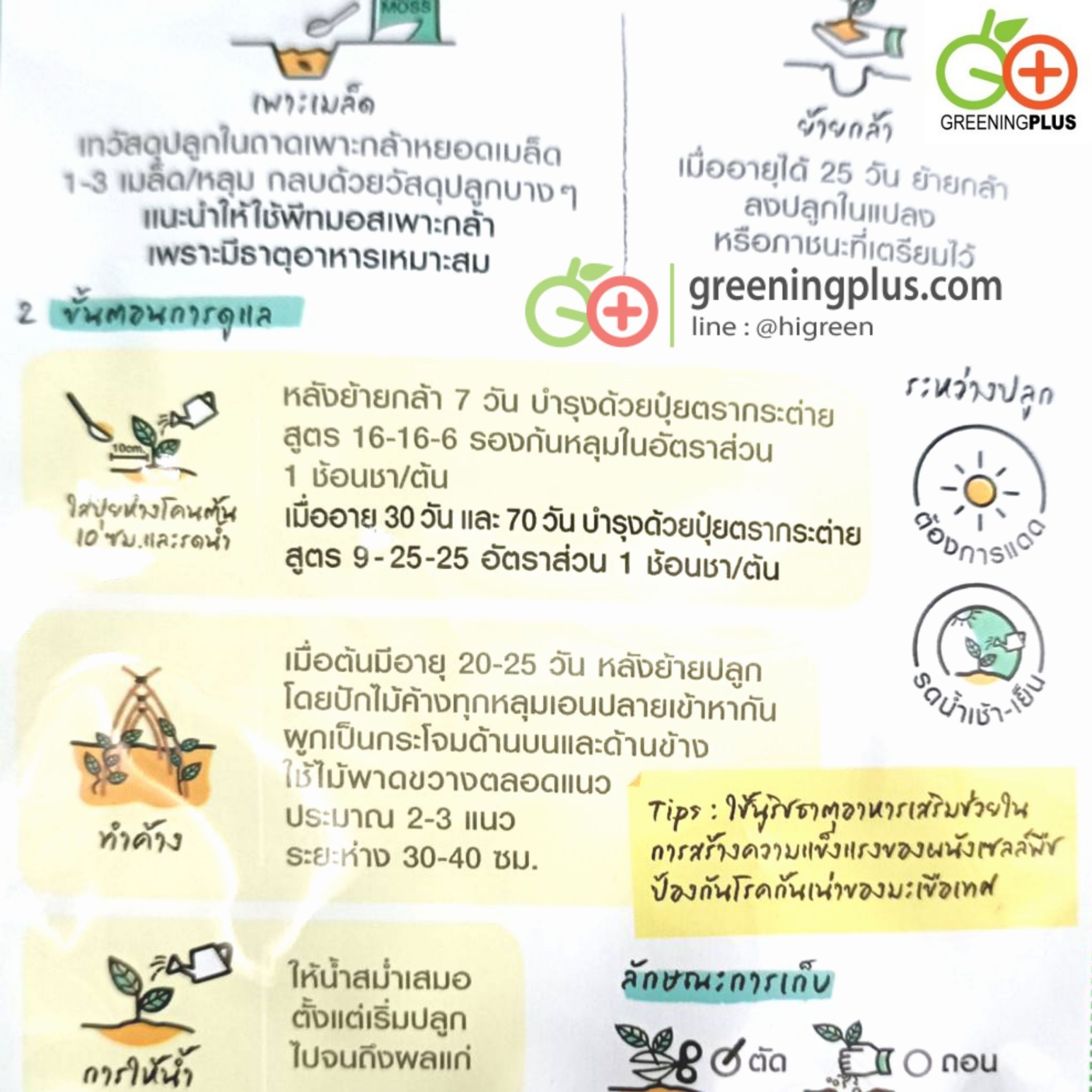 มะเขือเทศเชอร์รี่ สวีทปริ้นเซส (เจียใต๋)