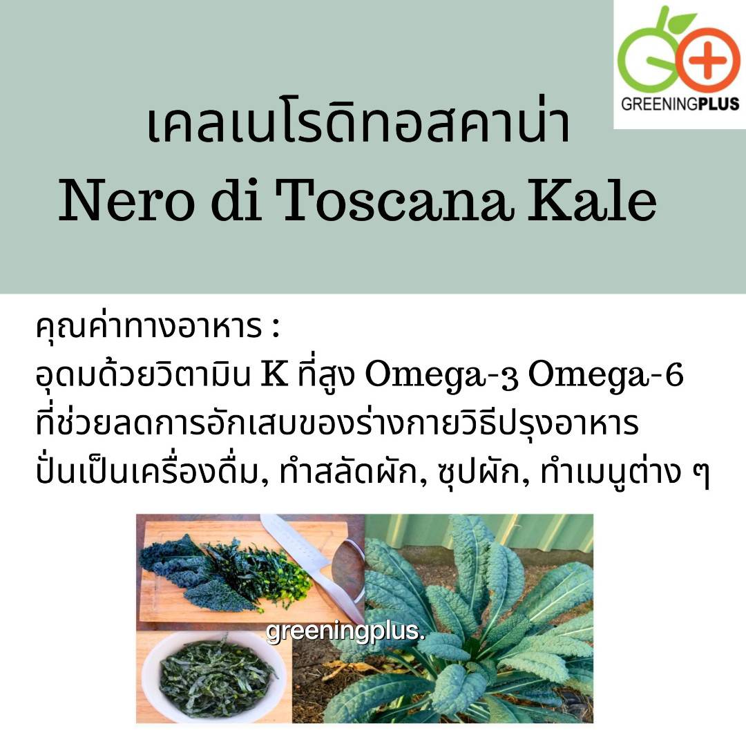 KALE เคลเนโรดิทอสคาน่า หรือเคลไดโนเสาร์ Nero di Toscana Kale 30 เมล็ด./ซอง