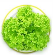 ชุดเมล็ดสลัด 9 ชนิด / แพ็ค