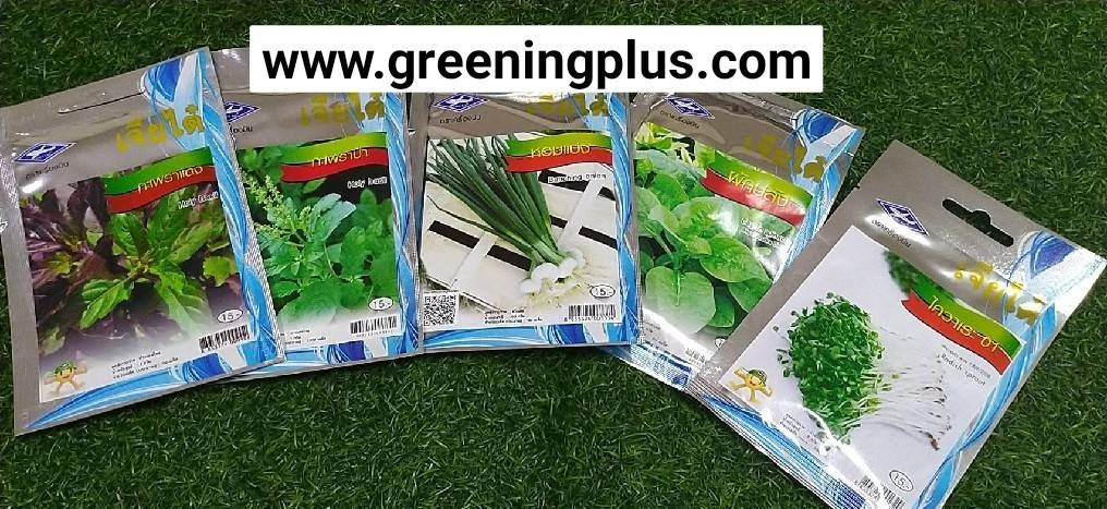 มะเขือเปราะ ซุปเปอร์ตอแหล 01 Eggplant เจียไต๋