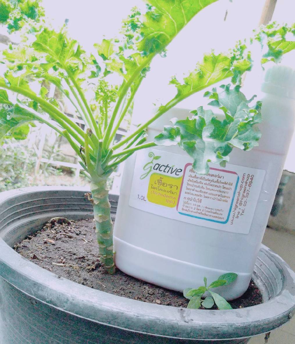 น้ำหมักจุลินทรีย์เชื้อราไตรโคเดอร์มา ขนาด 1000 มล.