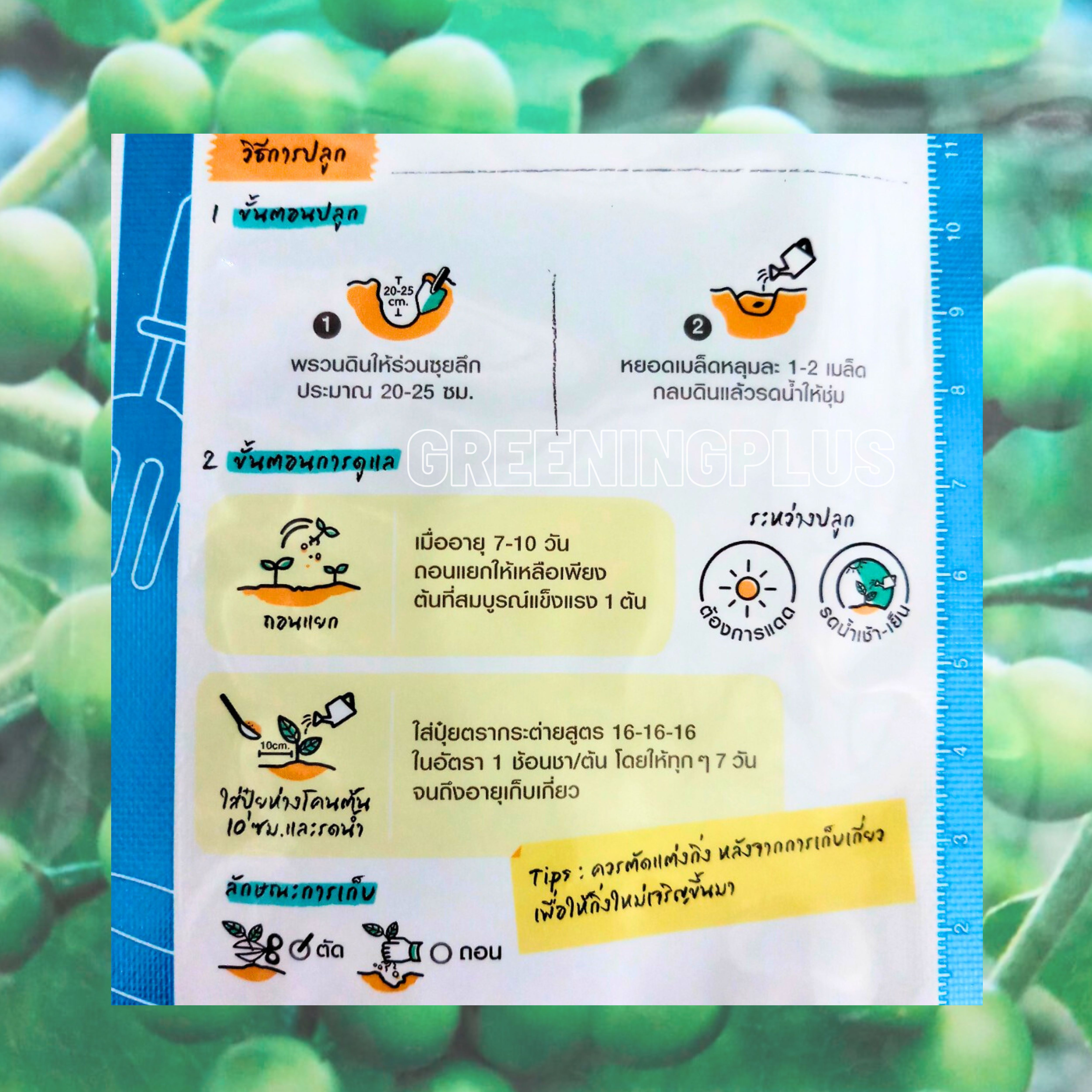 มะเขือพวง ไร้หนาม pea eggplant เจียใต๋