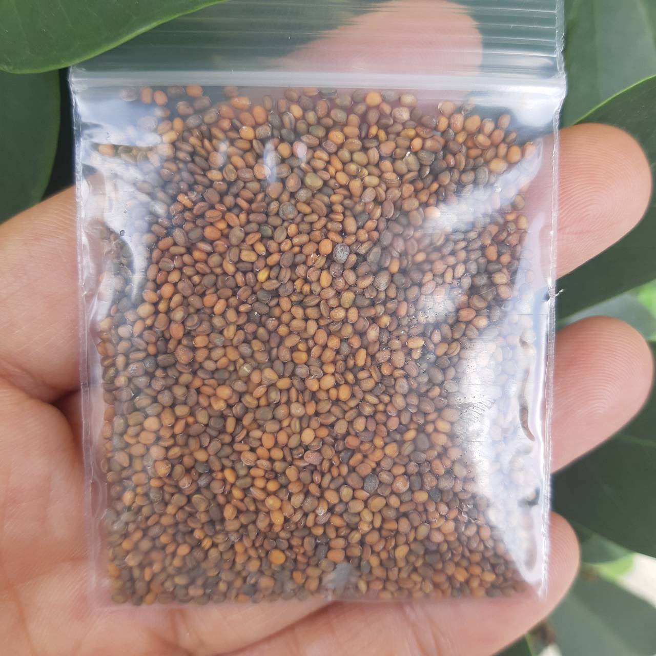 ร็อคเก็ต Rocket 5 กรัม