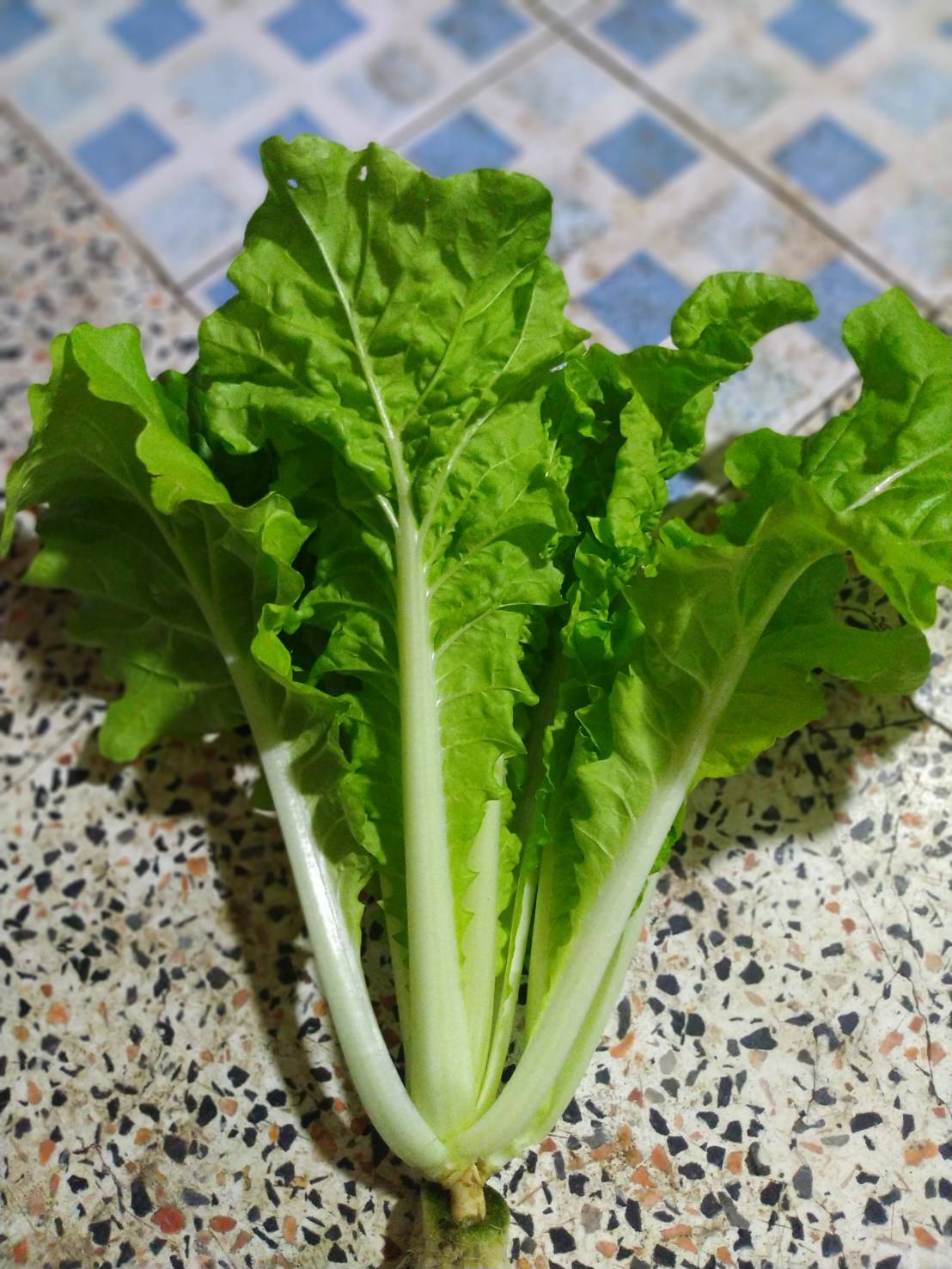 กาดขาวไดโตเกียวเบกานา (Chineae Cabbage) เพื่อนเกษตร