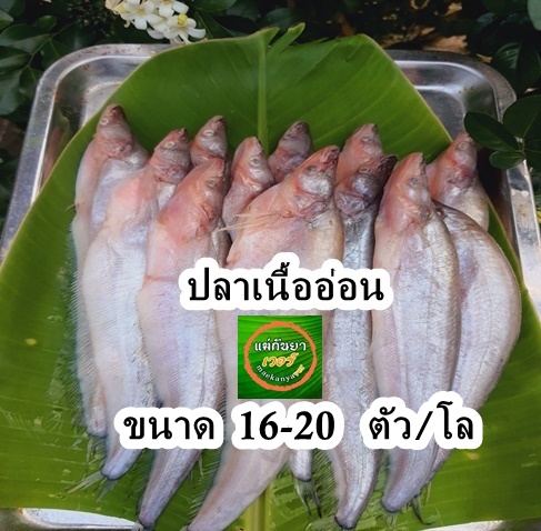 ปลาเนื้ออ่อนสด น้ำจืด ขนาด 16-20 ตัวต่อ/โล