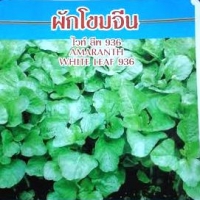 ผักโขมจีน ไวท์ลีพ936 เพื่อนเกษตร
