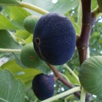 goklop fig 15 เมล็ด/ซอง