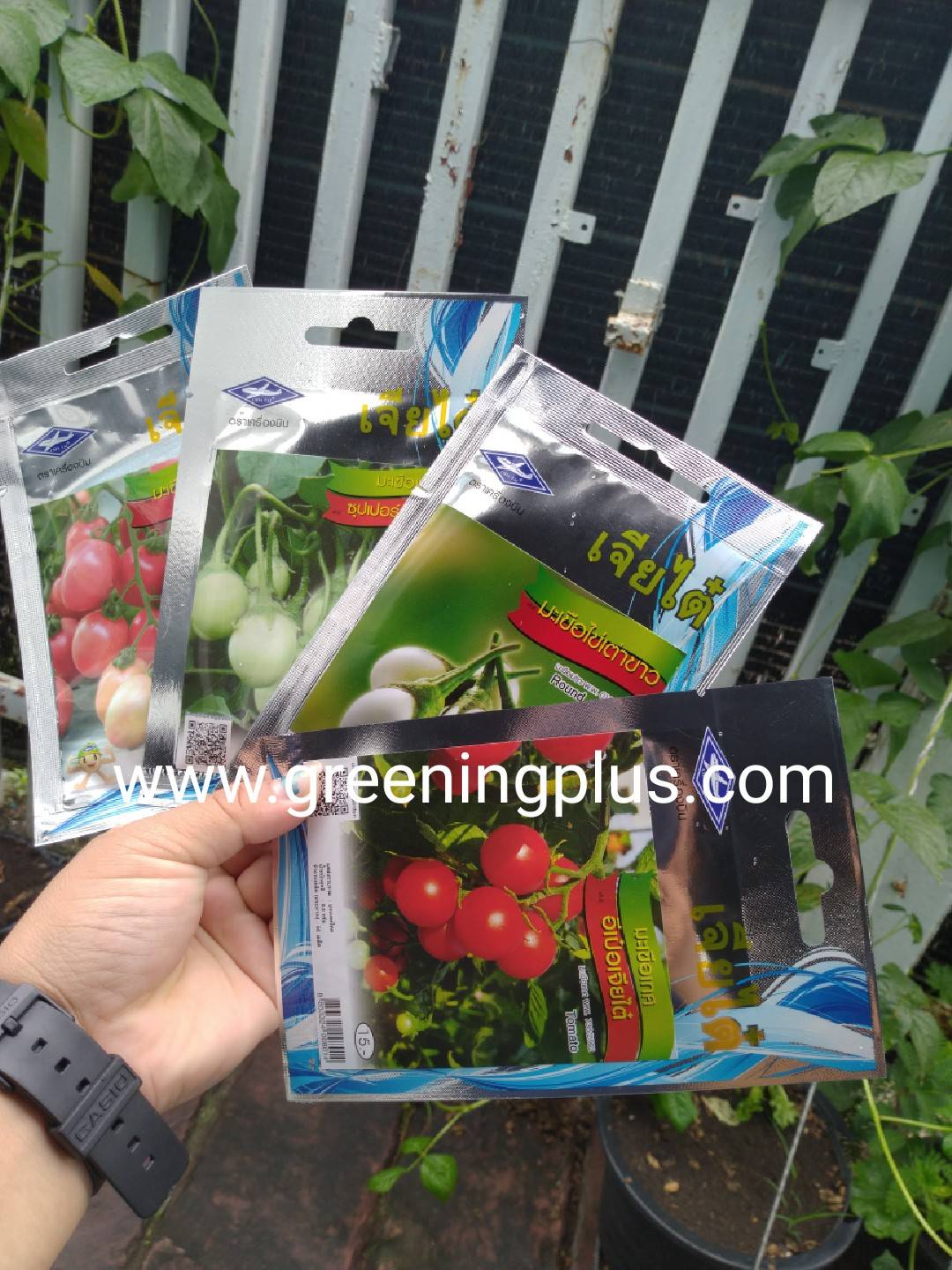 มะเขือเทศ อีเป๋อ Tomato เจียไต๋