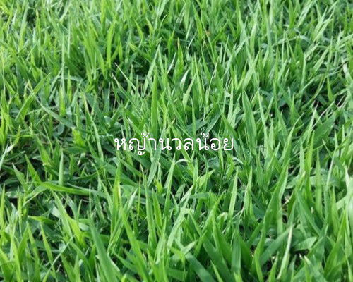 หญ้านวลน้อย
