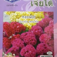 ดอกหงอนไก่(CELOSIA CRISTATA) เจียใต๋