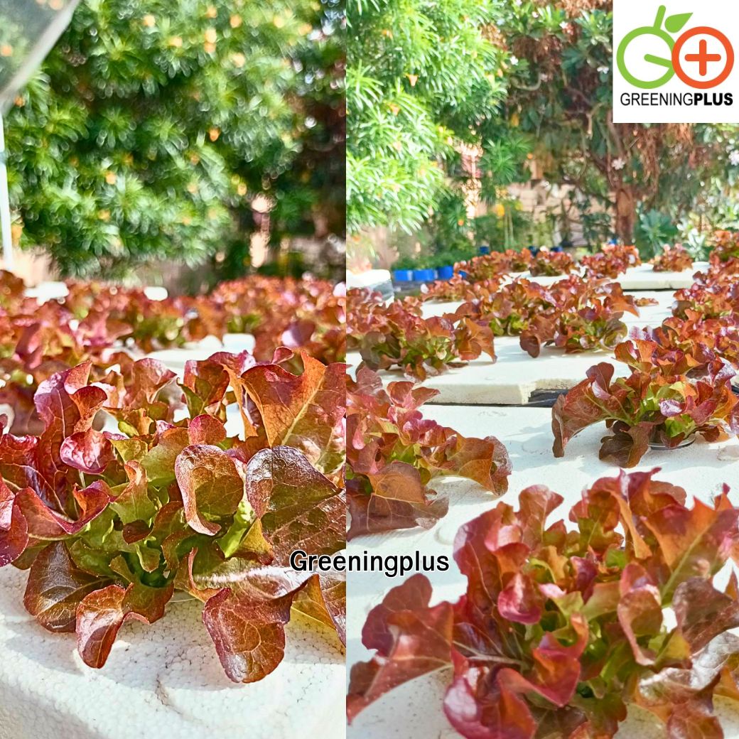 red oak (ฺRed Splash) Hi-Q 1000 pills (ไม่เคลือบ) ทนร้อน เมล็ดสีดำ