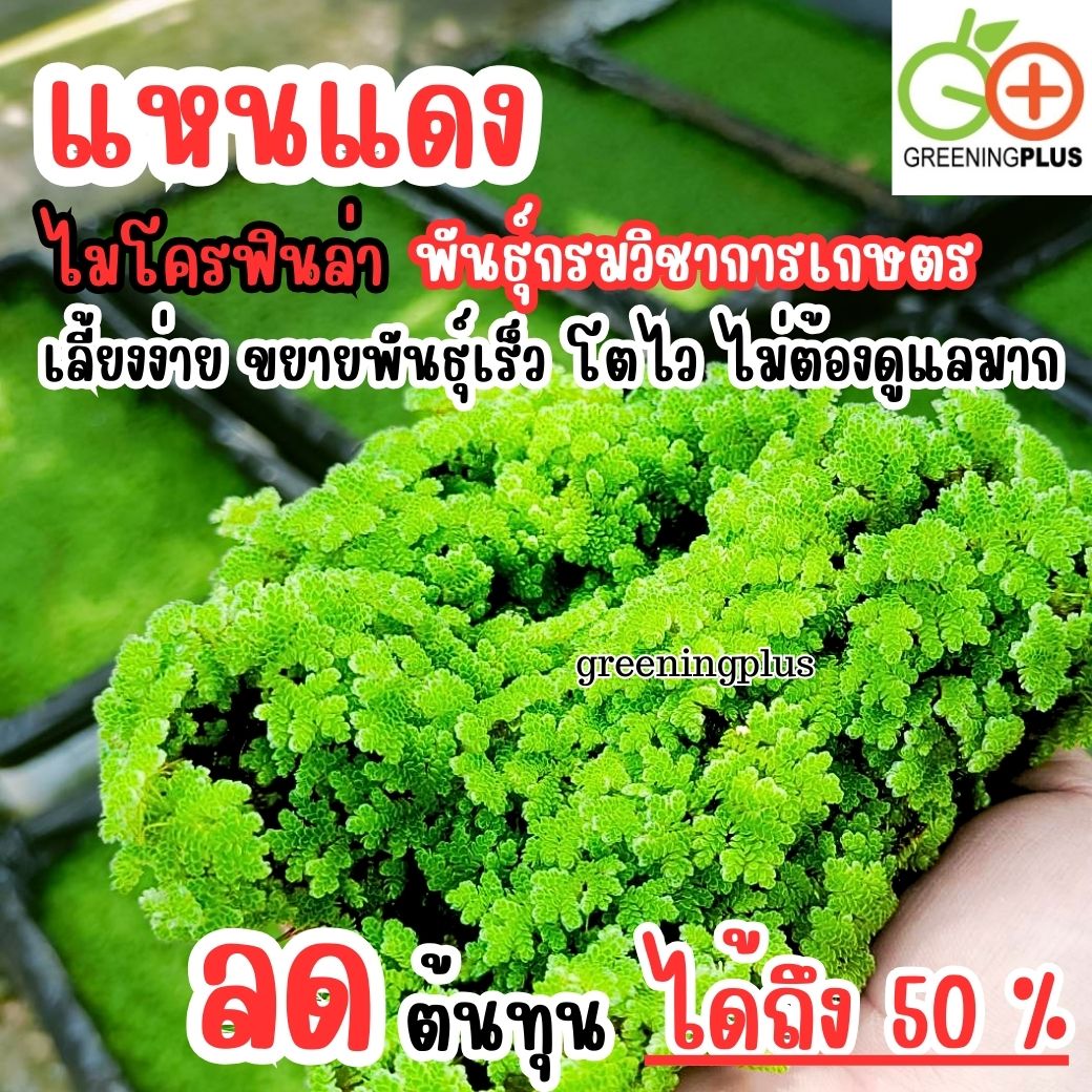 แหนแดง ไมโครฟิลล่า พันธุ์กรมวิชาการเกษตร ขนาด 1 กิโลกรัม / ถุง