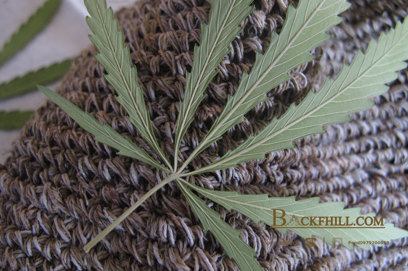 หมวกใยกัญชง Hemp (เฮมพ์) H002