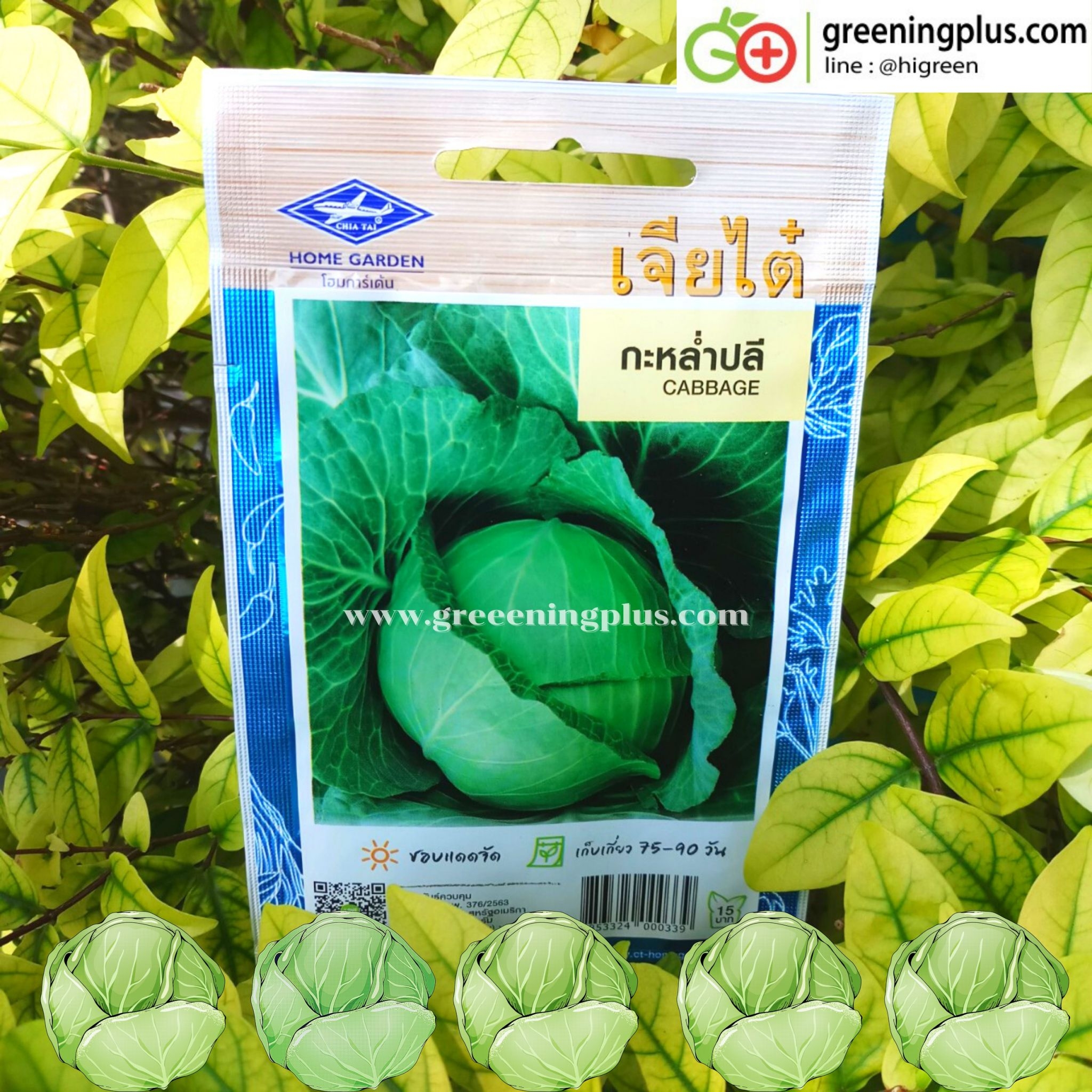 กะหล่ำปลี (Cabbage) เจียไต่