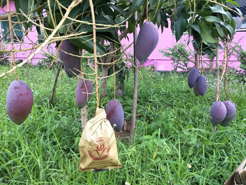 ถุงกระดาษคาร์บอน ขนาด21x35ซม. 2000ใบ/ลัง