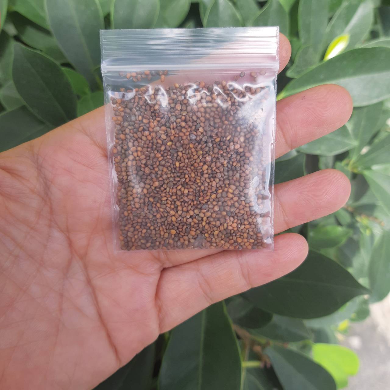 ร็อคเก็ต Rocket 5 กรัม