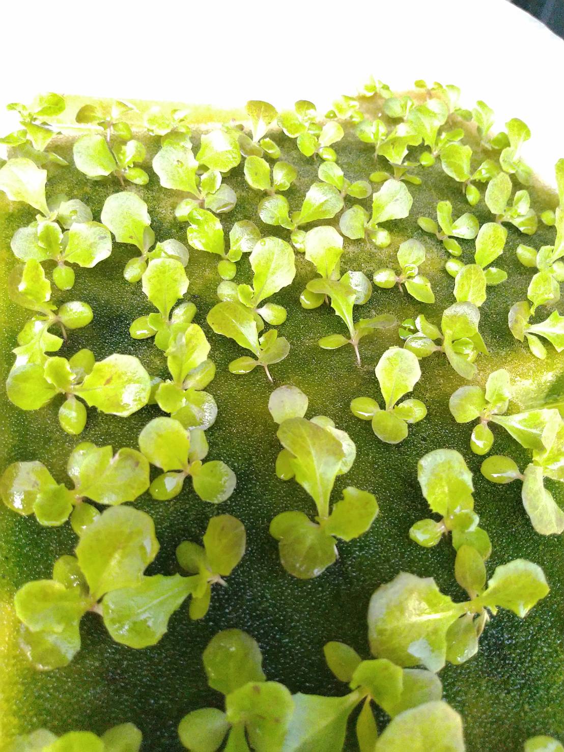 ฟองน้ำเนื้อละเอียด รุ่น LX ขนาด1x1x1 นิ้ว 10 แผ่น/ห่อ