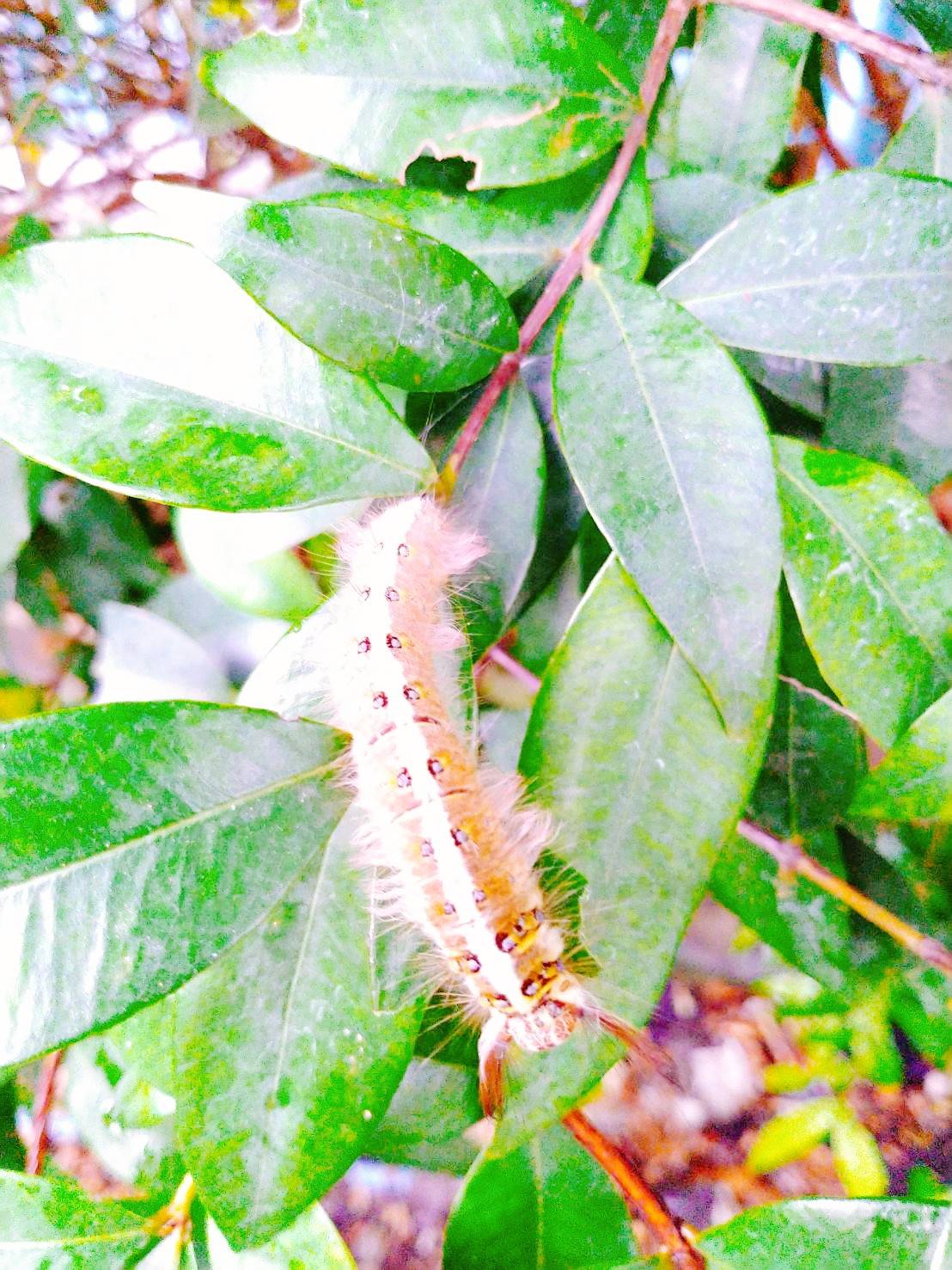 สมุนไพรสะเดา ป้องกันศัตรูพืช ขนาด 1 ลิตร