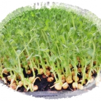 เมล็ดถั่วลันเตางอก(โตเหมียว) Green Pea Seed 100 กรัม