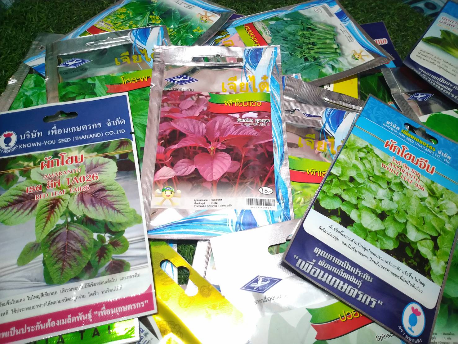 ผักโขมแดง Carden spurge เจียใต๋