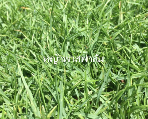 หญ้าพาสพาลัม