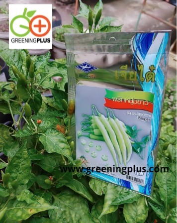 พริกหนุ่มขาวPepperเจียใต๋