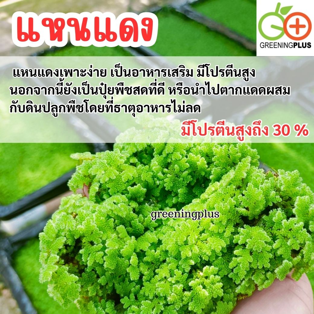 แหนแดง ไมโครฟิลล่า พันธุ์กรมวิชาการเกษตร ขนาด 1 กิโลกรัม / ถุง