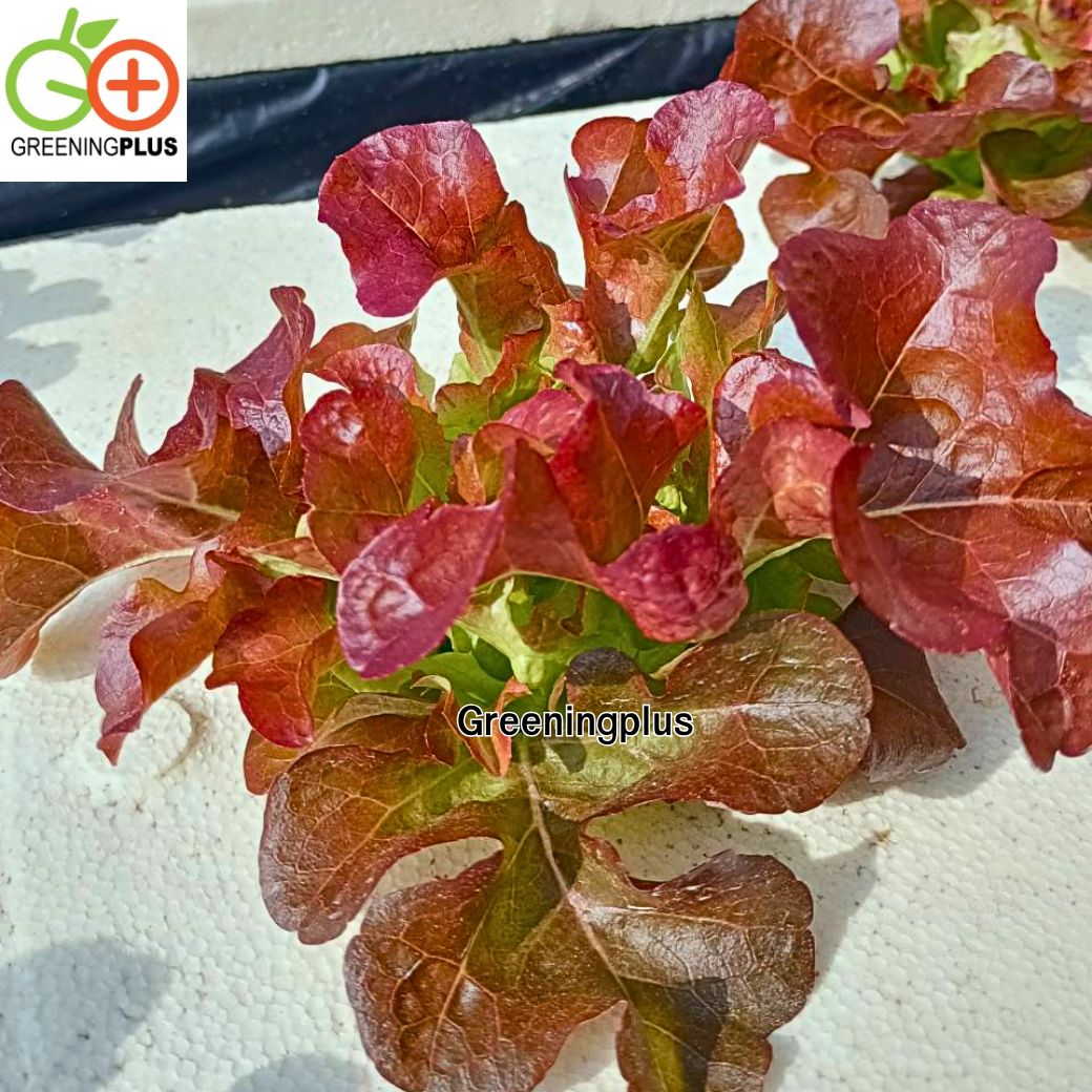 red oak (ฺRed Splash) Hi-Q 1000 pills (ไม่เคลือบ) ทนร้อน เมล็ดสีดำ