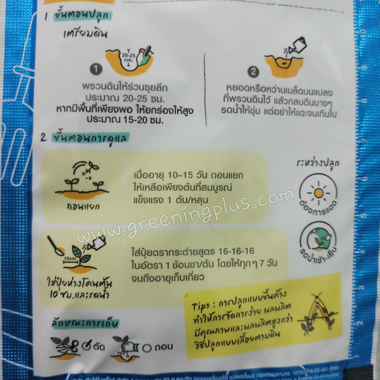 บวบหอม พันธุ์ลูกยาว (sponge gourd long) เจียไต๋