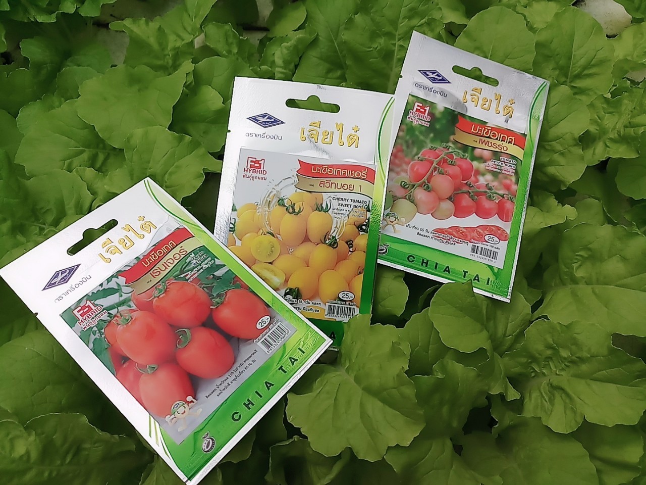 มะเขือเทศเชอรี่ สวีทบอย Cherry tomato sweet boy