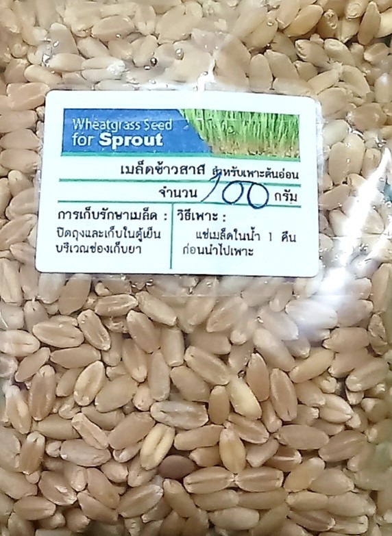 ข้าวสาลี Wheatgrass Seed 100กรัม