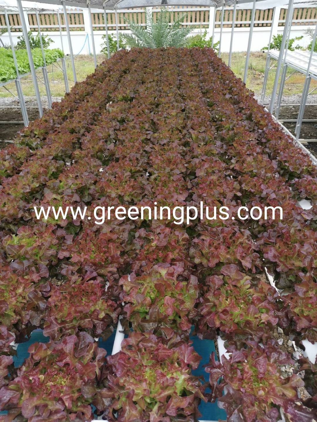 red oakleaf (Opalix) Enza Zaden 100 pills(เคลือบ)