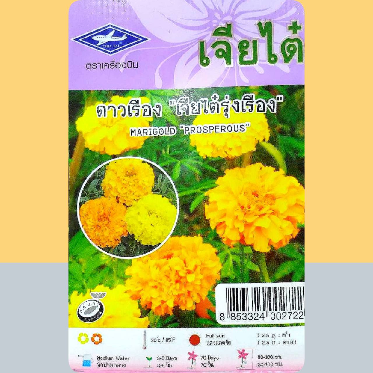 ดอกดาวเรือง เจียใต๋รุ่งเรือง Marigold