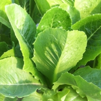 green cos 100 pills(ไม่เคลือบ)