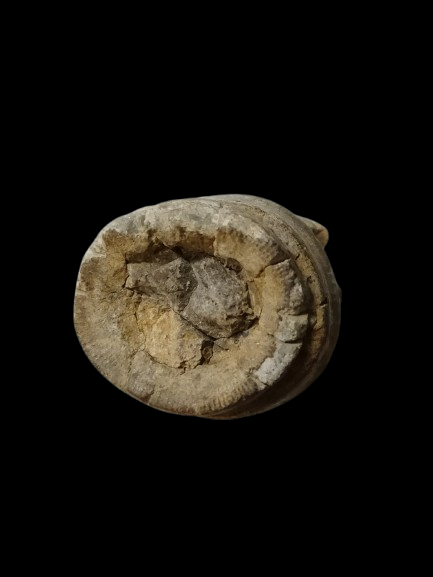 H431 ฟอสซิล ไม่ทราบชนิด