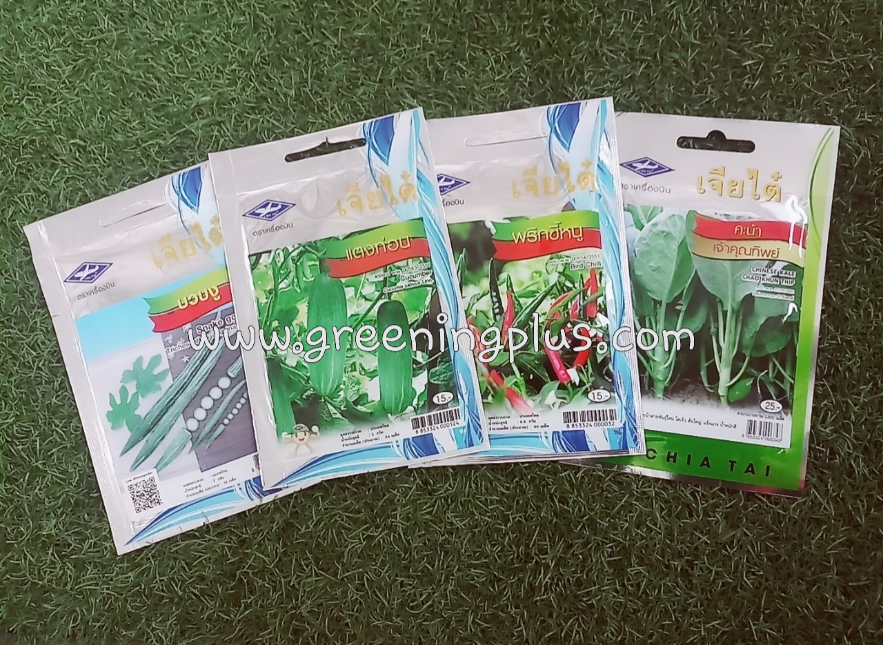 คะน้าเจ้าคุณทิพย์ (CHINESE KALE CHAO KHUN THIP) เจียไต๋