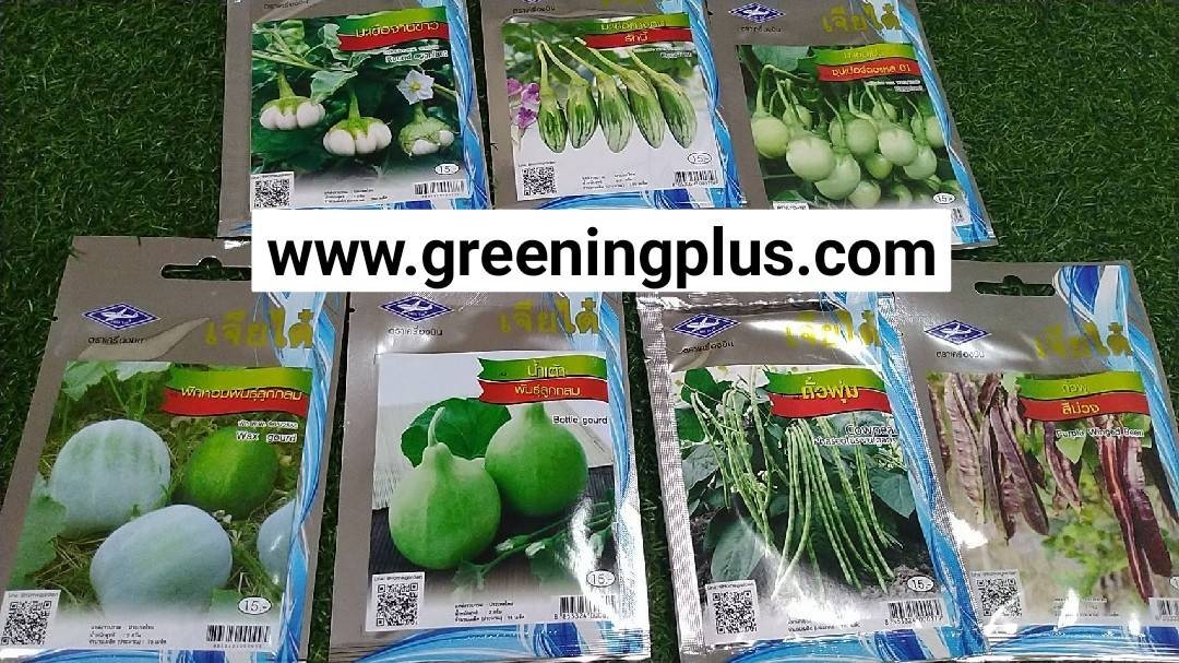 มะเขือเปราะ ซุปเปอร์ตอแหล 01 Eggplant เจียไต๋